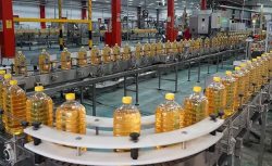 Ayçiçeği Yağı İhracatında Güçlü Başlangıç